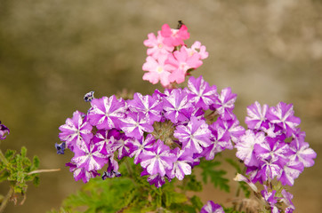 Obraz premium gerani