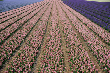 Field with flowers