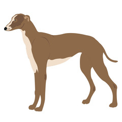 Illustration of the dog of the sort greyhound