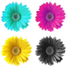 Gerbere CMYK