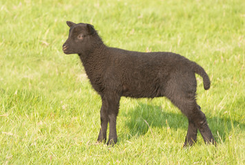 Shetland lamb