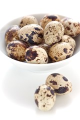 Quail eggs