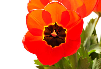Obraz premium tulip