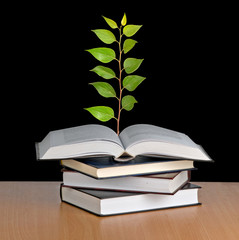 sapling growing from open book