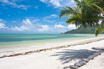 plage sous les cocotiers à Praslin aux Seychelles
