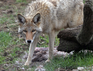 Coyote&nbsp;staring