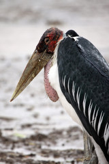 marabou stork