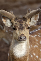 spotted deer