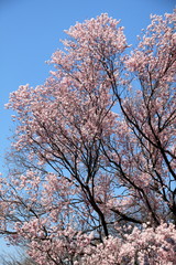 Fototapeta premium 正福寺桜 (東京国立博物館)