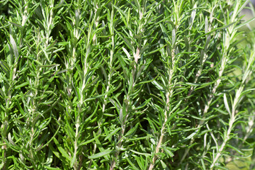 Rosemary horizontal format