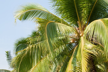 Obraz premium Coconut tree