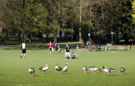 Menschen beim Sport im Stadtpark mit Grau-Gänsen im Vordergrund 