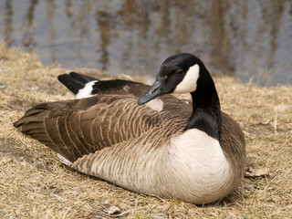 Oie brune du canada