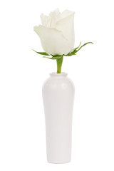 white rose in a vase