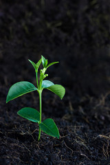 young tree