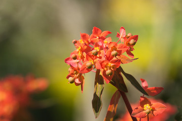 Euphorbia Dixter