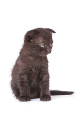 Scottish fold kitten isolated on white background