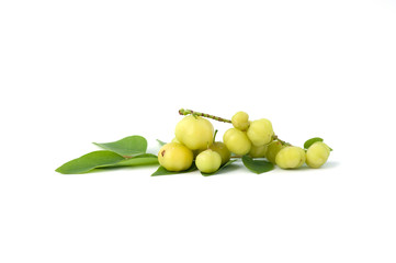 small star gooseberry on the white background