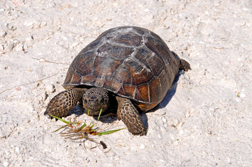 Gopher Tortoise