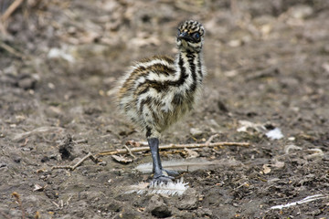 Emu (Dromaius novaehollandiae) chick