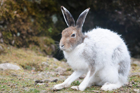 white mountain hare (lat. Lepus timidus)