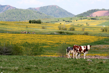 Fototapeta premium Vaches au printemps