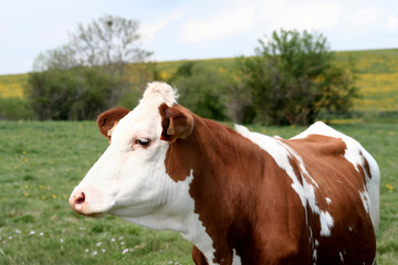 Vache montbéliarde