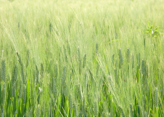blé en herbe