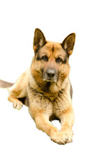 cane a cinque stelle
