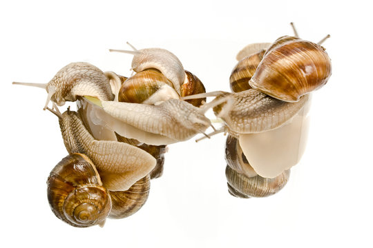 Snails climbing