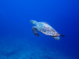 Obraz premium Sea turtle-Maldive