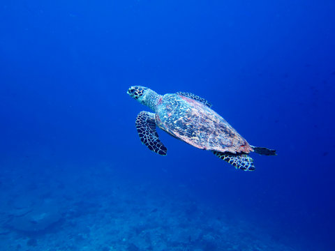 Sea turtle-Maldive