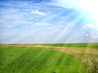Fototapeta premium fresh green grass with bright blue sky