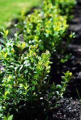 Buchsbaumreihe im Sonnenlicht