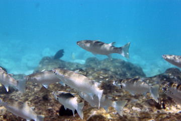 Obraz premium Рыбки