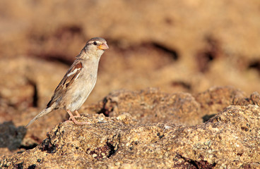 passero