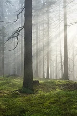 Deurstickers spring morning in the woods © Lumir Jurka