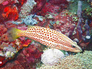 slender grouper fish