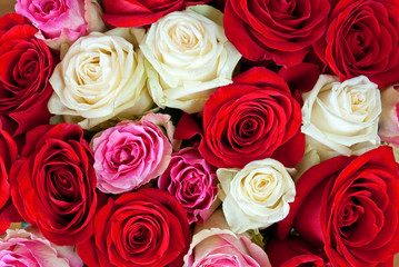 Red, white and pink roses as background