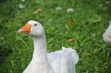 gans blickt mich an
