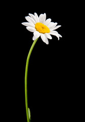 ox-eye daisy