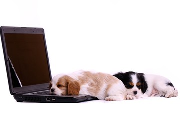 zwei Cavalier Welpen schlafend am Laptop