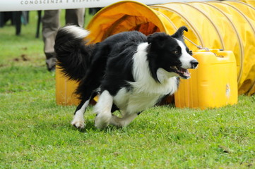 agility dog