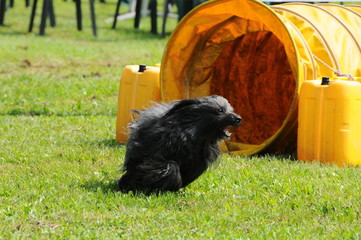 agility dog