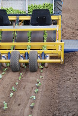 Bio Biobauern Bioanbau Salat Bioland Jungpflanzen Ackerbau