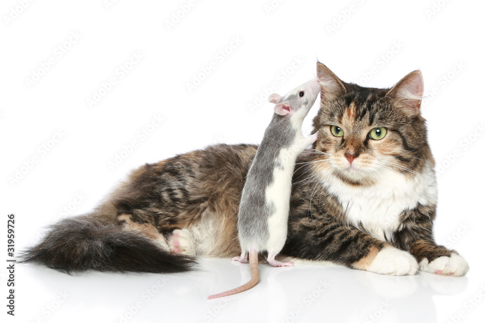 Canvas Prints Rat whispered to the cat in ear, which rests