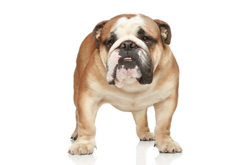 English bulldog. Front view