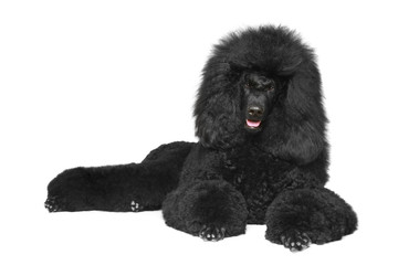 Black poodle lying on a white background