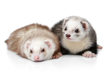 Fototapeta premium Two polecat resting on a white background