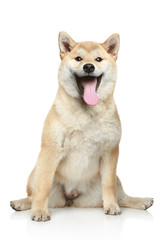 Smiling Shiba inu dog